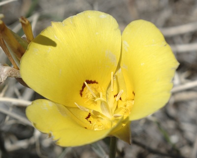 Calochortus aureus