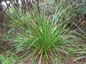 Coast Sword-Sedge