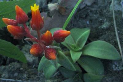 Dudleya lanceolata