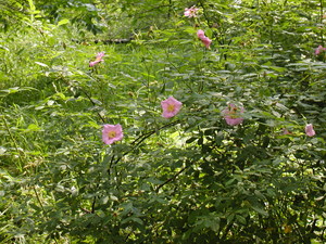 Swamp rose
