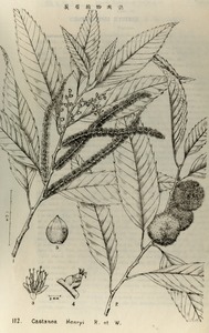 Castanea henryi