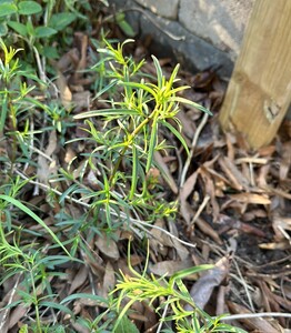 Narrowleaf Mountain Mint