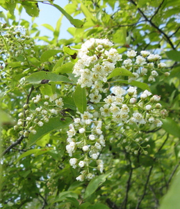 Chokecherry