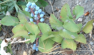 Creeping Oregon Grape