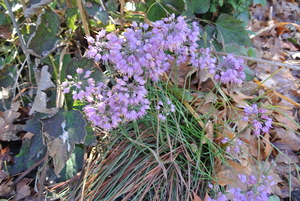 Allium thunbergii