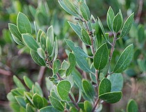 Franciscan Manzanita