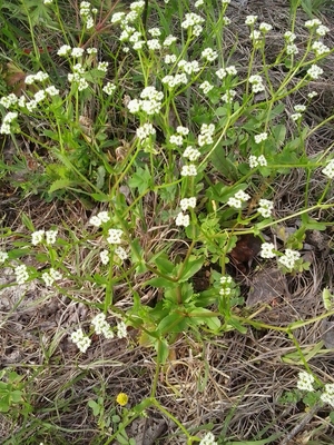 Valerianella radiata