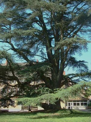 Cedrus atlantica