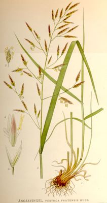 Festuca pratensis