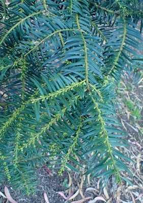 Cephalotaxus wilsoniana