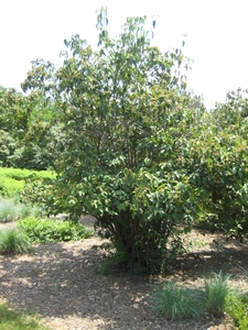 Tea-Leaf Viburnum