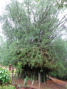 Giant Thorny Bamboo