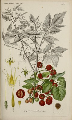 Solanum pimpinellifolium