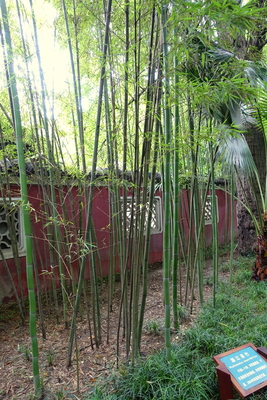 Phyllostachys meyeri