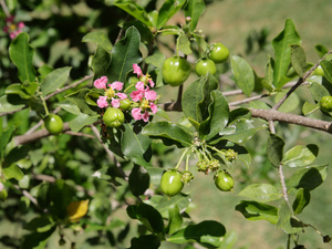 Acerola