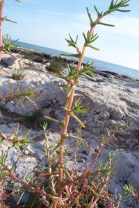 Barilla Plant Oppositeleaf Russian Thistle