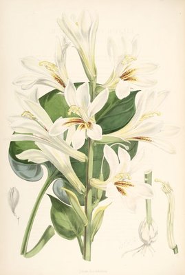 Cardiocrinum cordatum