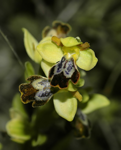 Brown Bee Orchid