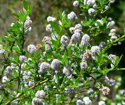 Ceanothus thyrsiflorus