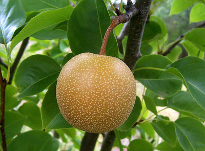 Pyrus pyrifolia