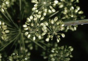 Purplestem Angelica