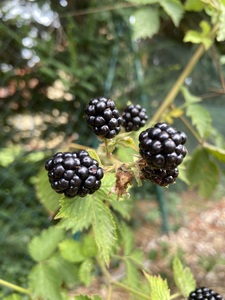 Blackberry