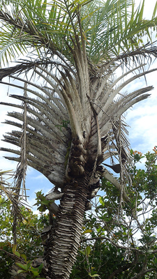 Syagrus coronata