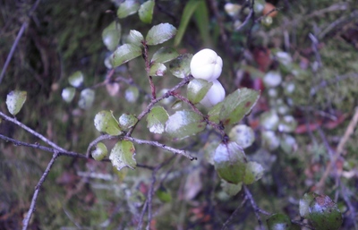 Gaultheria antipoda