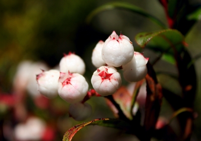 Gaultheria hispida