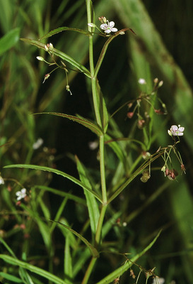 Veronica scutellata