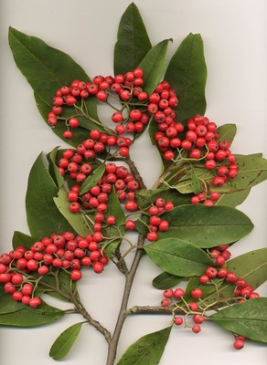 Cotoneaster frigidus