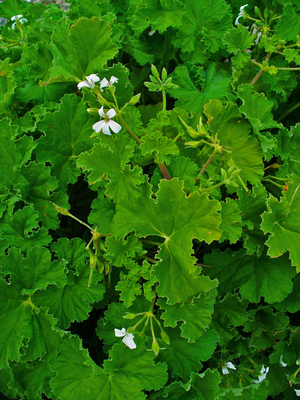 Pelargonium odoratissimum