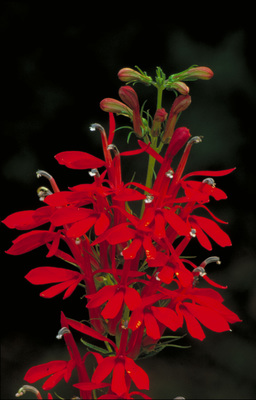 Lobelia cardinalis