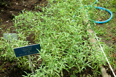 Salvia reflexa