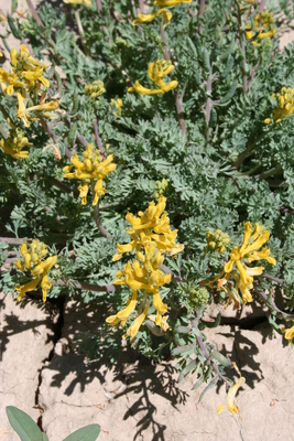 Corydalis aurea