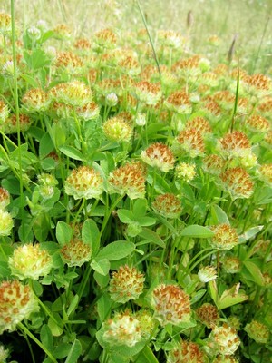 Trifolium cyathiferum