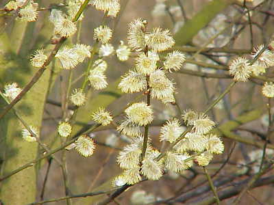 Salix caprea