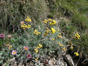 Glacier Wormwood