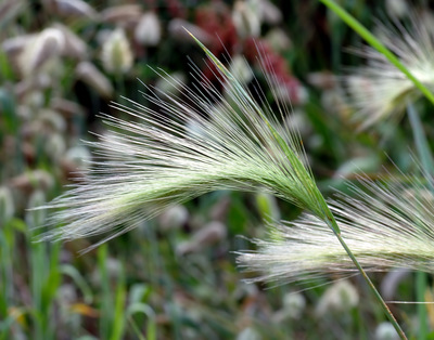 Hordeum jubatum