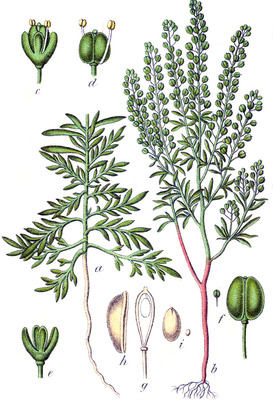 Lepidium ruderale