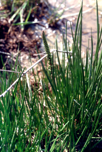 Sea Arrow Grass