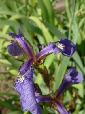 Iris setosa