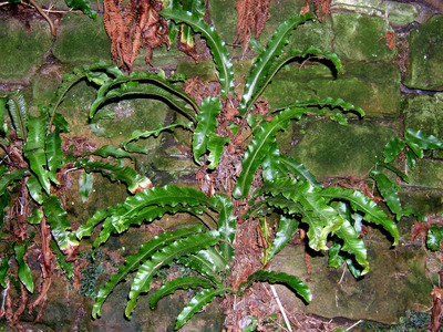 Asplenium scolopendrium