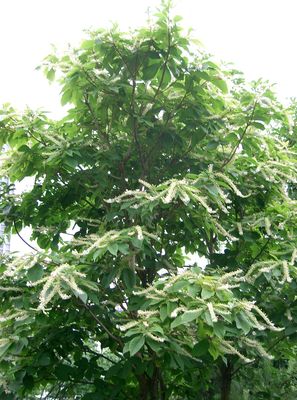 Clethra barbinervis