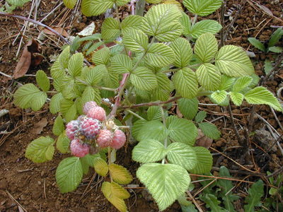 Rubus niveus