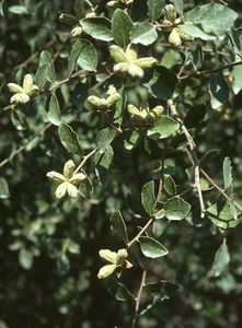 Soap-Bark Tree