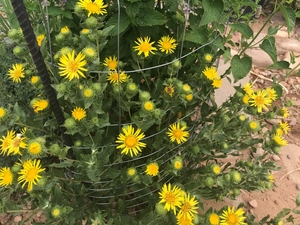 Gumplant - Grindelia sp.