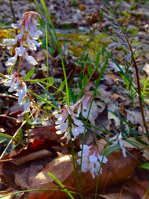 Vicia caroliniana