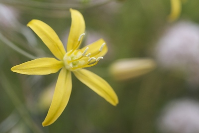 Bloomeria crocea