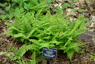 Cystopteris bulbifera